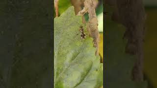 Full Video of Ant feeding Mosquitoe #animalbehaviour #insectbehaviour #antbehaviour