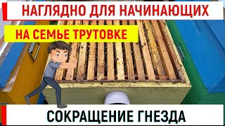 Наглядно для начинающих на семье трутовке СОКРАЩЕНИЕ гнезда