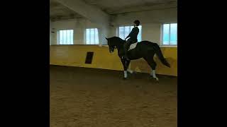 hannover gelding 4 years old