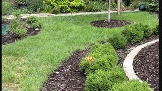 Edging and mulching the boxwood hedge