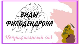 Топ-виды Филодендрона для выращивания дома