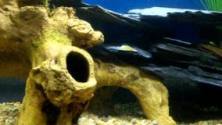 African Cichlids Tank