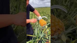 Pineapple cultivation #pineapple #satisfyingfruitcutting