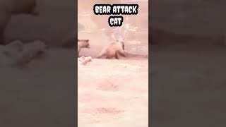 Bear attack cat #shorts #viral #trending