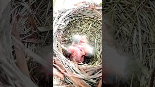 🐦Ya Nacieron😃🐦#pajaritos #birds #nacimiento🐣#little