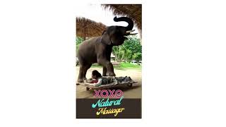 Funny Elephant Massage #Shorts