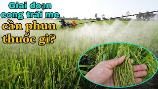 Giai đoạn lúa cong trái me cần phun thuốc gì? để đạt năng suất #109 l thanhdotv