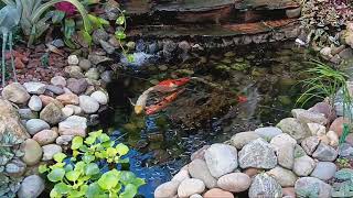 koi fish love their waterfall