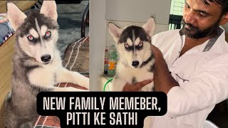 So guys white husky ke baad,eb new pitti ka sathi aa gya.daily vlog start.