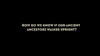 How do we know our ancient ancestors were upright walkers?