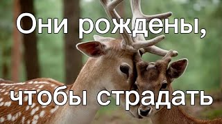 Алень рождён, чтобы страдать!