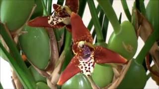 Maxillariella tenuifolia (Lindl.) M.A.Blanco & Carnevali (Maxillaria tenuifolia) Floração de 2016