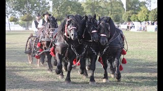 НMG представя породата Унгарски тежковозен кон HMB presents: the Hungarian Heavy Horse breed