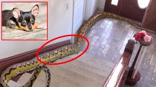 Family's Dog is Missing, finds 20-FOOT-LONG PYTHON IN HOME!