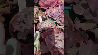 Sem filtro  #suculentasdacreusa #plantas #shortvideo #jardim #agosto #amorpropio #2024shorts #2024년