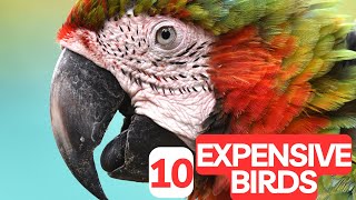 10 Most Expensive Birds in the World