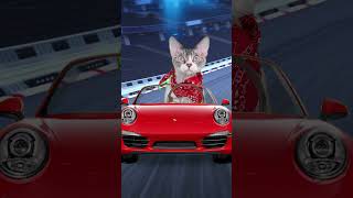 Cat Drives a Porsche #shorts