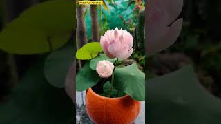 Grow Lotus in Small Pots | #lotus #lotusplant #howtogrow #kamal #flowers #waterplants #flowering