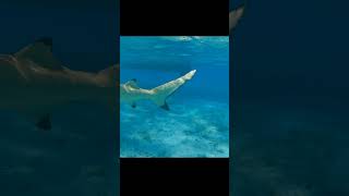 Don't Get Eaten Alive: Swimming With Sharks