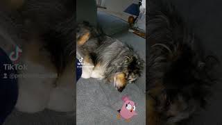 Meine Motivation #dogshorts #sheltie #doglover #teddy #dog #doglife #hund #motivation #dogvideo