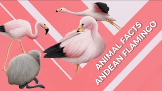 Animal Facts | Andean Flamingo #shorts