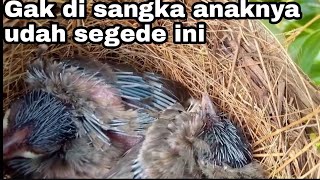 Mantau sarang burung kutilang ternyata anaknya sudah besar