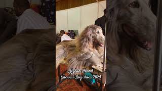 Afghan Hound  spotted @Chennai Dog show 2024