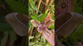 A beautiful (and HUGE) moth we found at our hotel garden in Madagascar. #travel #animal #madagascar