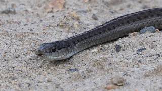 Snake  On The Gravel Road In The Wild