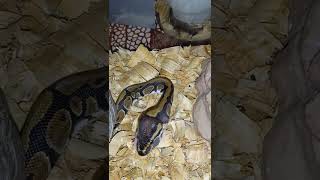 Ball Python Live Feeding Rat Pup