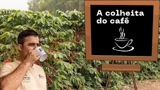 Como é feita a colheita do café.