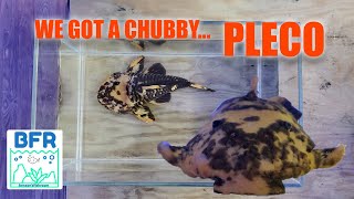 FISH UNBOXING 2019 PLECO PALOOZA