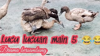 TERNAK KITA || LUCU LUCUAN MAIN 5