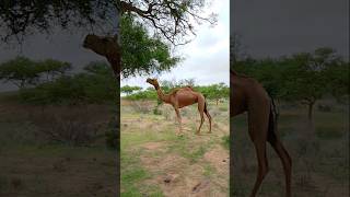 Camel in the Desert #ytshorts #camel #animals #shorts #camelinthedesert #camellove #camelfarm