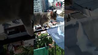 ¿Por que se dice que los gatos tienen 7 vidas? #shorts #viral