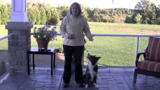 Train your dog to stand on cue!