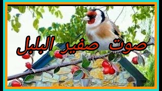 صوت صفير البلبل 🐦🦜🌿 بصوت رائع لطفل صغير ..