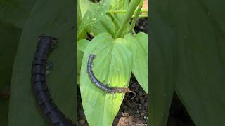 Common Centipede #shorts