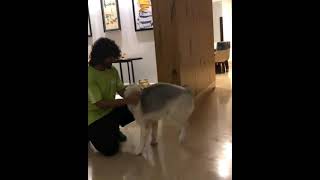 Vijay Devarakonda playing with his dog  #shorts