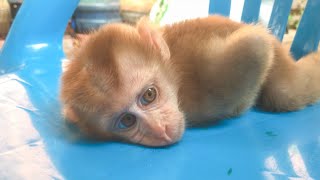 Baby Monkey Ella Fell Asleep On The Chair Look So Cute