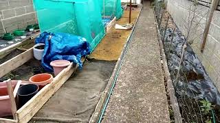 planting in my greenhouse and heating up my potato patch... 😁