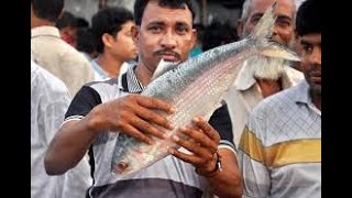 Mawa Ghat Fish Market|পদ্মার ইলিশ|