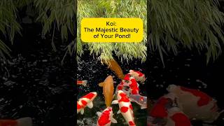 Koi: The Majestic Beauty of Your Pond! AquaVerse #koi #koifish #koipond