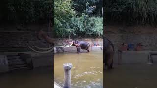 Elephant😮#subscribe#srilankaelephant#elephante#nature#srilanka#shorts#short#shots#travel#shortvideo