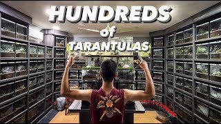 HOW can I keep up with HUNDREDS and HUNDREDS of TARANTULAS ?!!