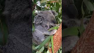 Koala dan anaknya tidur #shortvideo #yearofyou #shorts #koala