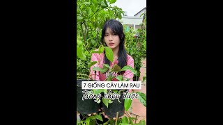 (p2) 7 Giống cây làm rau trồng chậu được