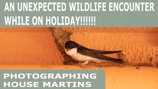 AN UNEXPECTED WILDLIFE ENCOUNTER ON HOLIDAY/ PHOTOGRAPHING HOUSE MARTINS