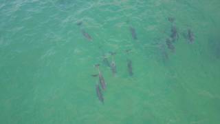 DJI MAVIC PRO, MASSIVE SCHOOL OF DOLPHINS