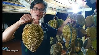 Pecinta Durian, Durian Bengkulu juga Enak, Legit, Hmm... mantul